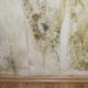 How Do You Treat Mould After a Flood - Property Maintenance Maryborough