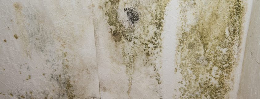 How Do You Treat Mould After a Flood - Property Maintenance Maryborough